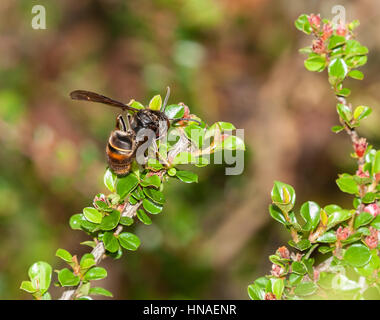 Asian hornet feeding on Cotoneaster horizontalis flowers Stock Photo
