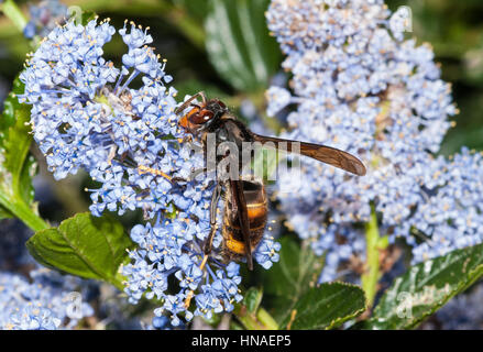 Asian hornet feeding on Ceanothus flowers Stock Photo