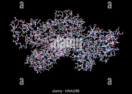 Anthrax lethal factor, molecular model. This enzyme is one of three protein components that form the anthrax toxin produced by the bacterium Bacillus anthracis. Lethal factor (LF) disrupts cellular signalling pathways in an infected cell, eventually leading to cell death. Anthrax most commonly affects cattle, sheep and goats, but can also infect humans. Stock Photo