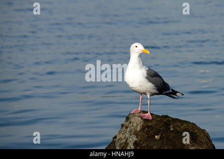California Gull perched on a rock in water during low tide. Stock Photo
