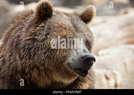 Eurasian brown bear (Ursus arctos arctos), also known as the European brown bear. Stock Photo