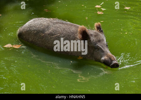Wild boar (Sus scrofa), also known as the wild swine or Eurasian wild pig. Stock Photo