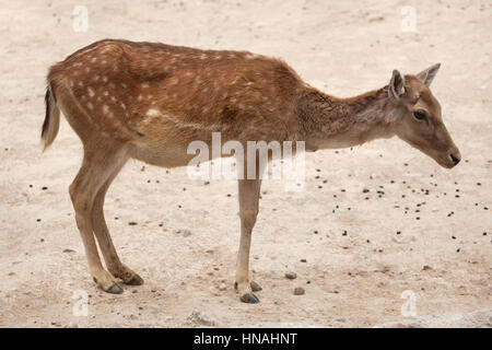 Fallow deer (Dama dama). Stock Photo