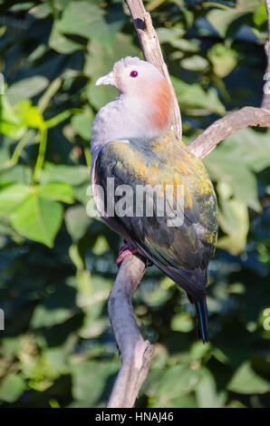 Green Imperial-Pigeon, Ducula aenea paulina. This is a forest species which is a widespread resident breeding bird in tropical southern Asia from Indi Stock Photo