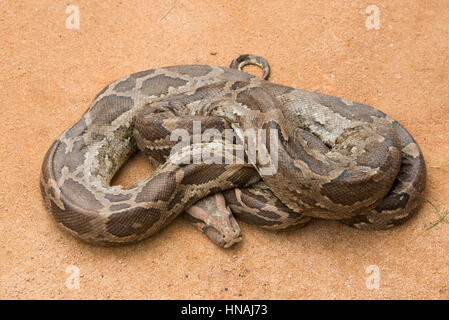 Indian Python, Python molurus, Sri Lanka Stock Photo