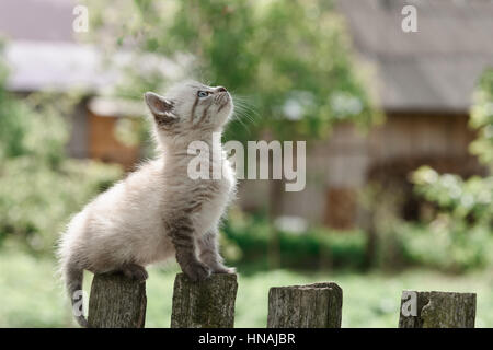 kitten on wooden fence close up Stock Photo - Alamy