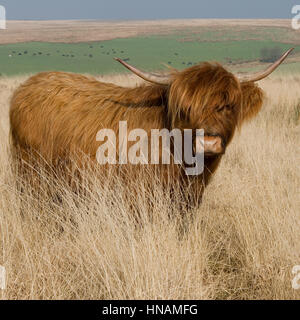 highland cow Stock Photo