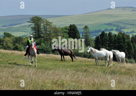 horse and rider on endurance ride Stock Photo