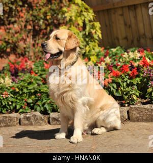 golden retriever Stock Photo