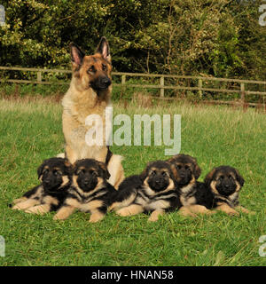 german shepherd dog and her puppies Stock Photo