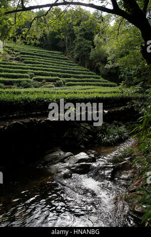 A stream passes a tea plantation near Longjing village, Hangzhou in China Wednesday August 3, 2016. Longjing cha or Dragon Well tea is one of China's  Stock Photo