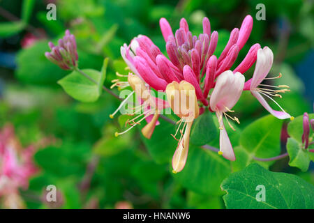 Honeysuckle vine growing in the home garden. Stock Photo