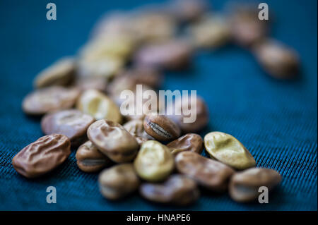 Broad bean seeds before planting. Stock Photo