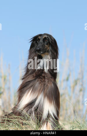 Dog Afghan Hound  dog Sighthound greyhound pet Stock Photo