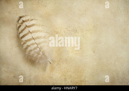 Feather on an old paper background Stock Photo