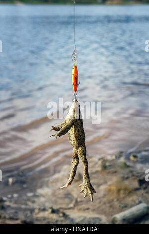 Frog caught on wobbler. Funny case on a fishing trip. Stock Photo