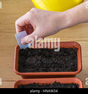 Woman sticks a descriptive label in the pot with the planted seeds Stock Photo
