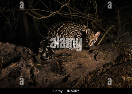 Ocelot exploring a brazilian forest at night Stock Photo