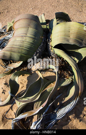 Welwitschia Drive, Welwitschia mirabilis, Living Fossil, Swakopmund, Namibia, Africa, by Monika Hrdinova/Dembinsky Photo Assoc Stock Photo