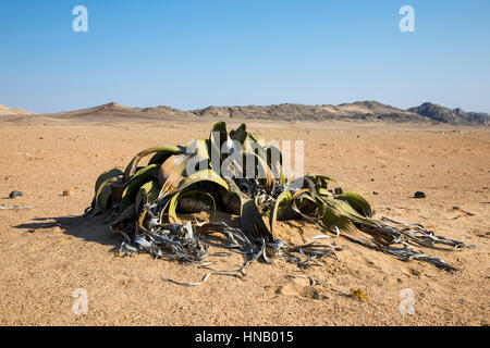 The plant Welwitschia mirabilis, Living Fossil, Swakopmund, Namibia, Africa, by Monika Hrdinova/Dembinsky Photo Assoc Stock Photo