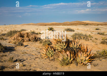 Aloe asperifolia, Succulent plants, Welwitschia Drive, Welwitschia Plains, Swakopmund, Namibia, Africa, by Monika Hrdinova/Dembinsky Photo Assoc Stock Photo