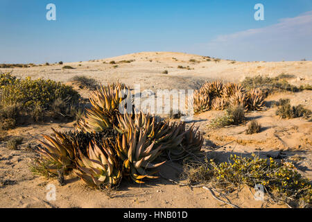 Desert succulent, Aloe asperifolia, Welwitschia Drive, Welwitschia Plains, Swakopmund, Namibia, Africa, by Monika Hrdinova/Dembinsky Photo Assoc Stock Photo