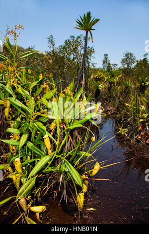 Tropical Pitcher Plant, Nepenthes madagascariensis, Palmarium Reserve, Ankanin'Ny Nofy, Pangalanes Channel, Eastern Madagascar, Africa Stock Photo