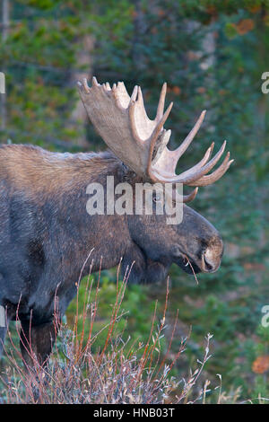 Male Bull American Moose in green grass Stock Photo