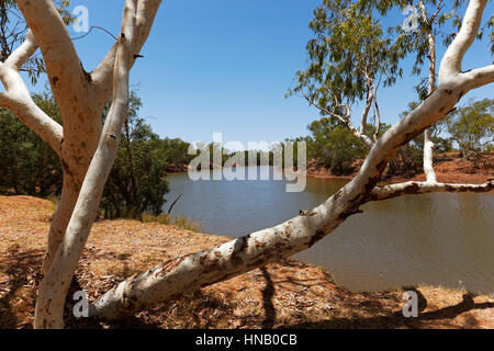 Ashburton River with Eucalyptus Gum Trees, Onslow, Pilbara, Western Australia. Stock Photo