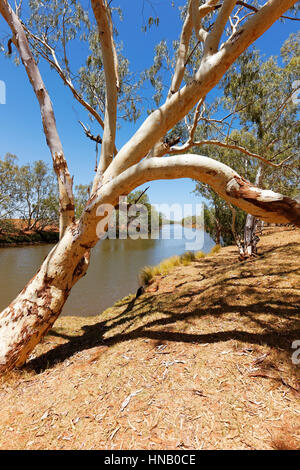 Ashburton River with Eucalyptus Gum Trees, Onslow, Pilbara, Western Australia. Stock Photo