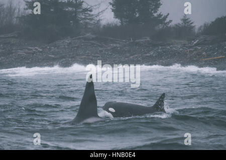 Orcas in storm weather inside populated sooke basin Stock Photo - Alamy