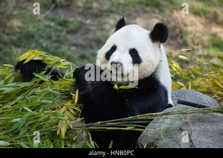 Giant panda (Ailuropoda melanoleuca) eating bamboo at Madrid Zoo, Spain. Stock Photo