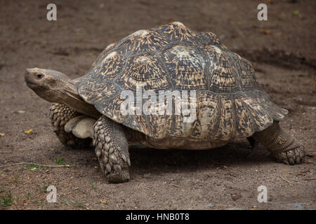 Leopard tortoise (Stigmochelys pardalis). Wildlife animal. Stock Photo