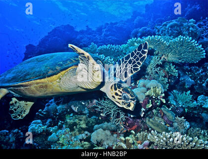 A hawksbill turtle (Eretmochelys imbricata) amongst corals. The IUCN Red List indicates that this species is critically endangered. Egyptian Red Sea. Stock Photo