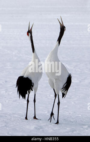 Red Crowned Crane at Kushiro Hokkaido Japan Stock Photo - Alamy