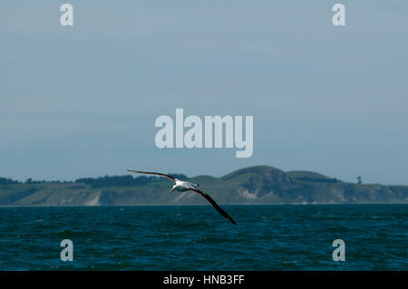 Wandering Albatros flying over the waves of the Pacific Ocean near the coast of Kaikoura in New Zealand.  Ein Wanderalbatros fliegt über den Wellen de Stock Photo