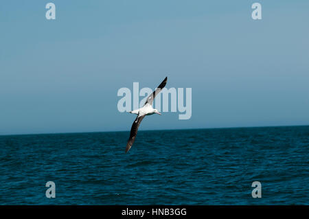 Wandering Albatros flying over the waves of the Pacific Ocean near the coast of Kaikoura in New Zealand.  Ein Wanderalbatros fliegt über den Wellen de Stock Photo