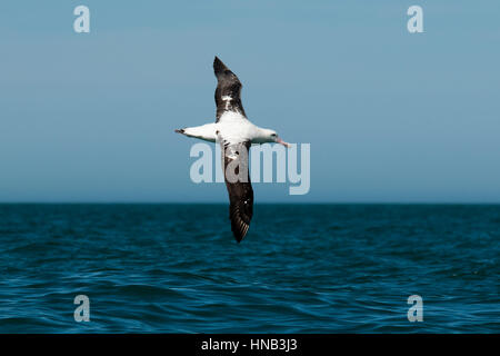 Wandering Albatros flying over the waves of the Pacific Ocean near the coast of Kaikoura in New Zealand.  Ein Wanderalbatros fliegt über den Wellen de Stock Photo