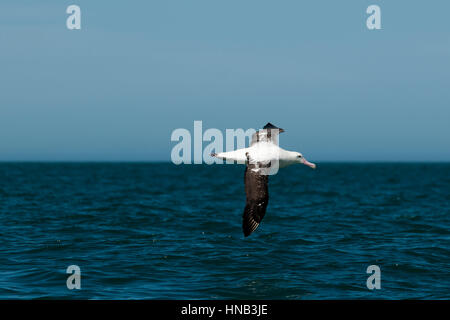 Wandering Albatros flying over the waves of the Pacific Ocean near the coast of Kaikoura in New Zealand.  Ein Wanderalbatros fliegt über den Wellen de Stock Photo