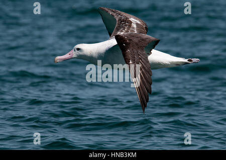 Wandering Albatros flying over the waves of the Pacific Ocean near the coast of Kaikoura in New Zealand.  Ein Wanderalbatros fliegt über den Wellen de Stock Photo