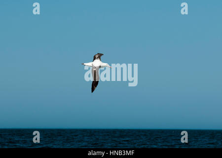 Wandering Albatros flying over the waves of the Pacific Ocean near the coast of Kaikoura in New Zealand.  Ein Wanderalbatros fliegt über den Wellen de Stock Photo