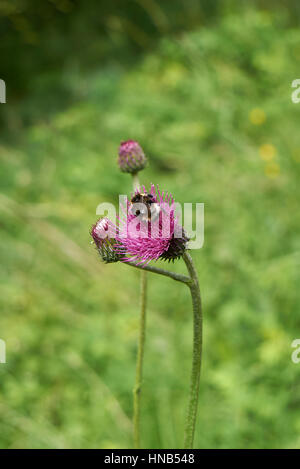 Cirsium heterophyllum Stock Photo