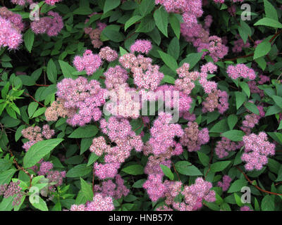 24 Best Spiraea Images Plants Garden Flowers