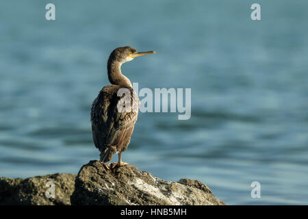 A European Shag (Phalacrocorax aristotelis) sitting on a rock by the sea Stock Photo