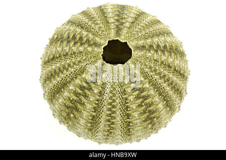 sea urchin isolated on white background Stock Photo