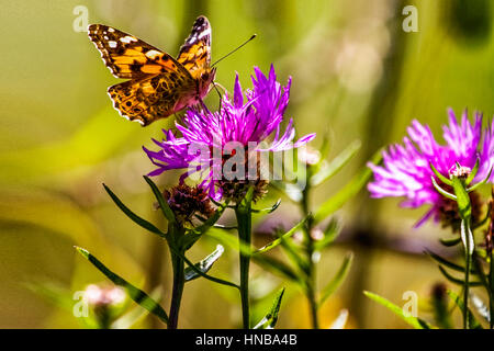 A Red Admiral butterfly, Vanessa Atalanta, settled on a flower taking nectar from greater knapweed,  Centaurea scabiosa, in an english meadow Stock Photo