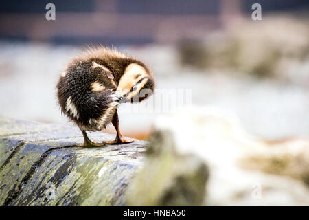 A small Mallard duckling standing on a wall at the side of is pond preening its feathers Stock Photo