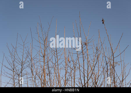 branches without leafs over blue sky during winter time Stock Photo