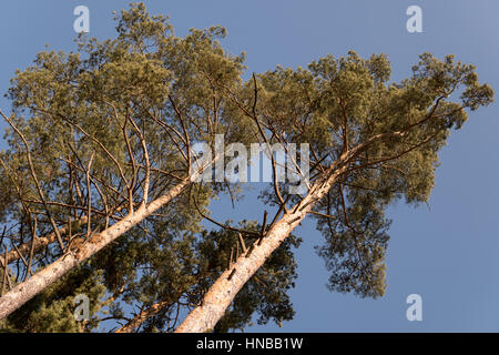 pine trees during winter time over clear blue sky Stock Photo