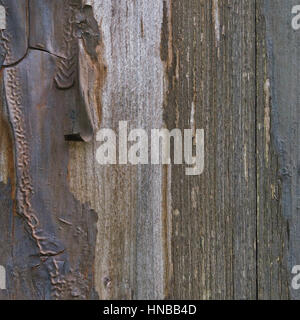 Old aged weathered grunge color-peel wood texture, detailed vertical macro closeup of natural textured grain grungy painted wooden  plank fence board  Stock Photo